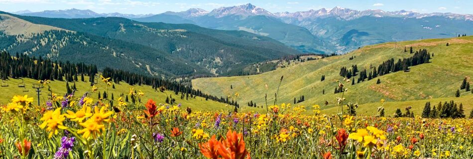 wildflowers on vail mountain