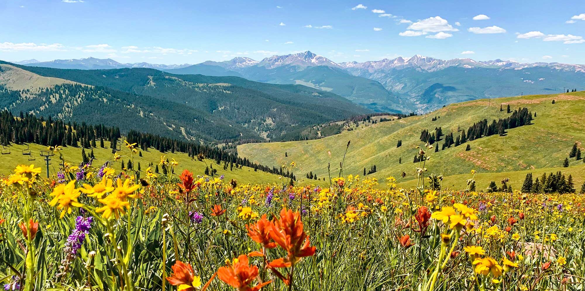 wildflowers on vail mountain